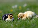 Canard28_05_11 n01